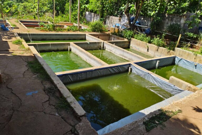 1 kolam tembok sistem bioflok ikan nila