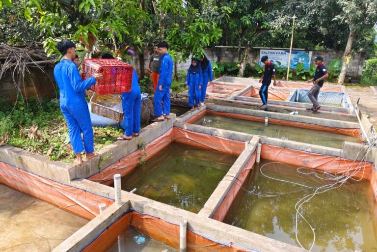 2 kolam bioflok tembok ikan nila