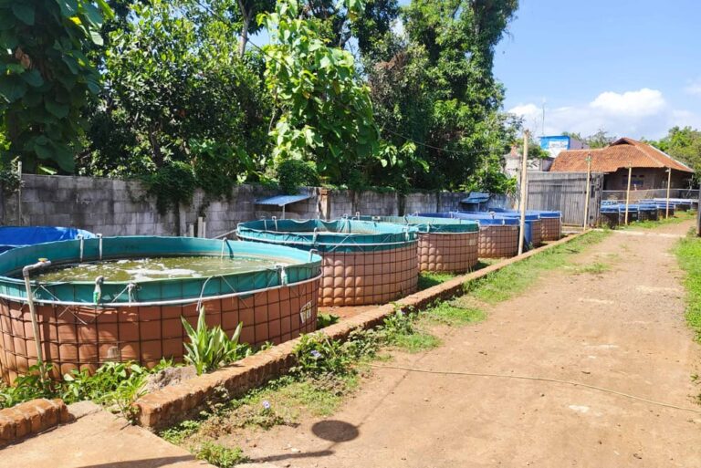 8 kolam ikan terpal bioflok cirebon jawa barat