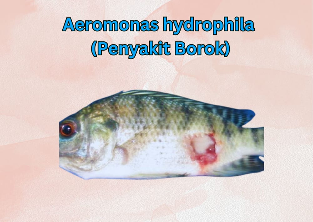 Aeromonas hydrophila Penyakit Borok ikan nila
