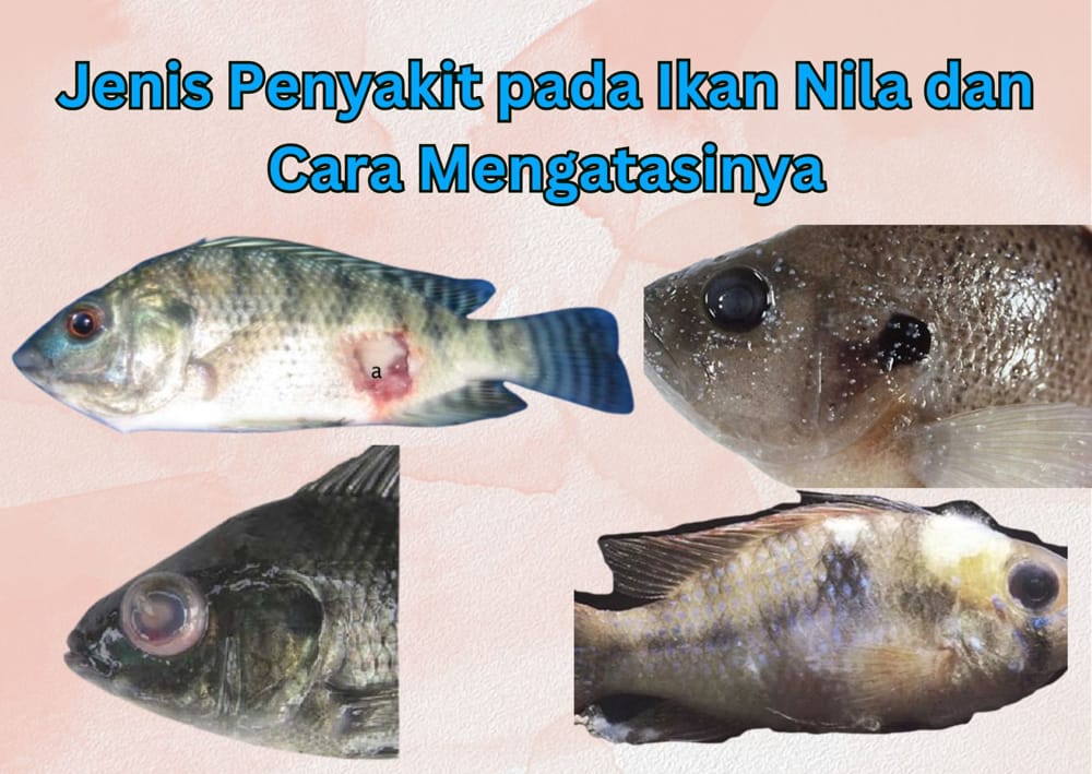 Jenis Penyakit pada Ikan Nila dan Cara Mengatasinya