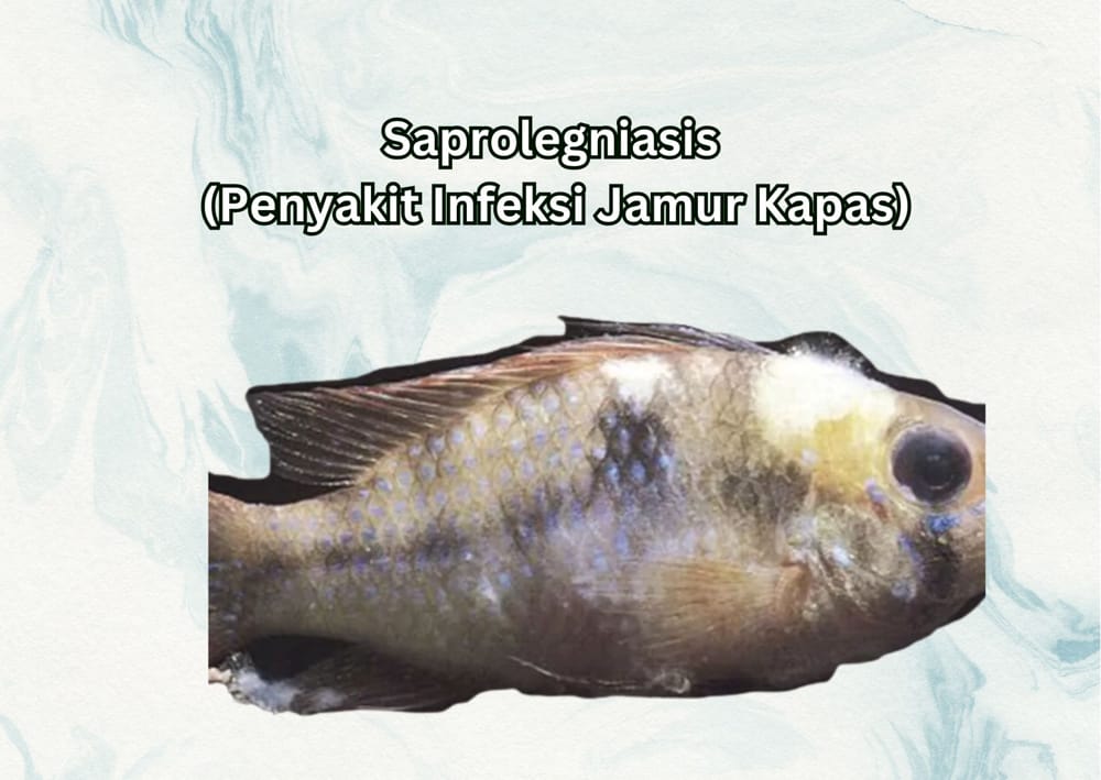 Penyakit Jamur pada Ikan Nila Saprolegniasis