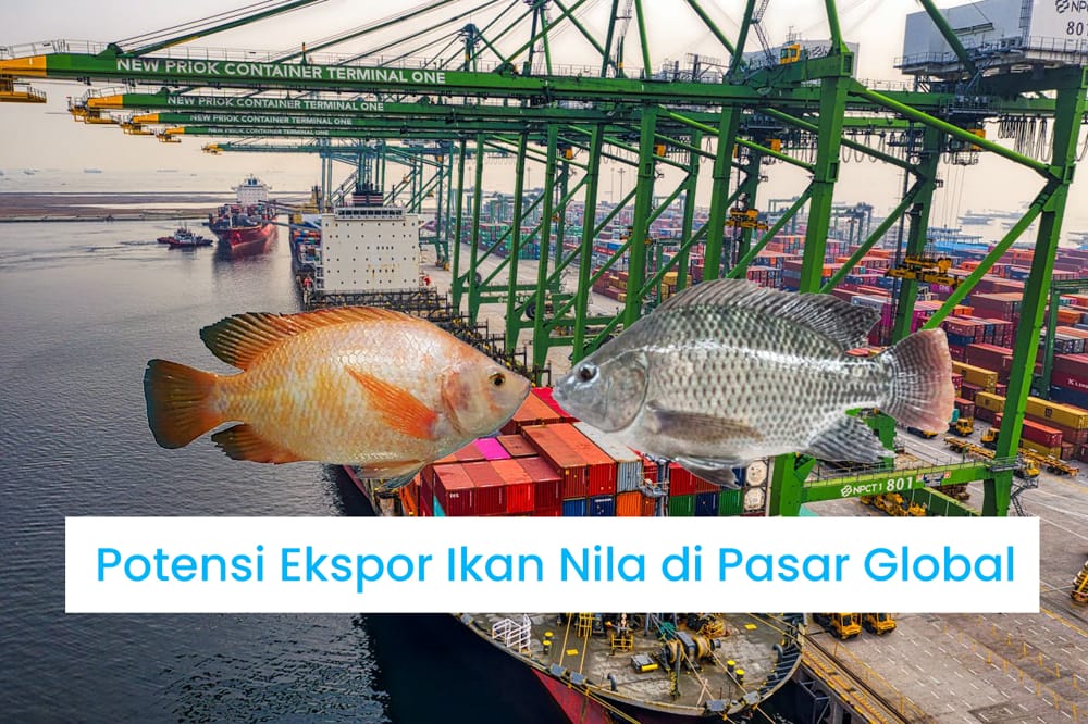 Potensi Ekspor Ikan Nila Peluang dan Tantangan di Pasar Global