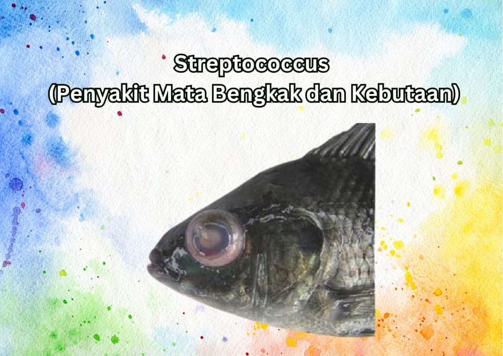 Streptococcus Penyakit Mata Bengkak dan Kebutaan ikan nila