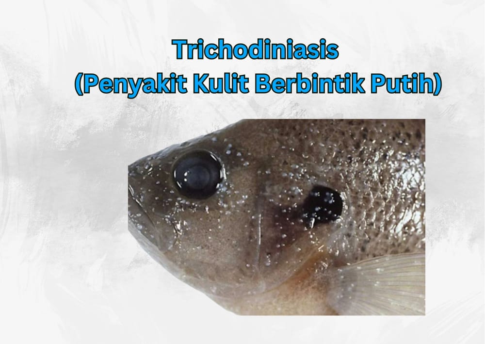 Trichodiniasis Penyakit Kulit Berbintik Putih ikan nila