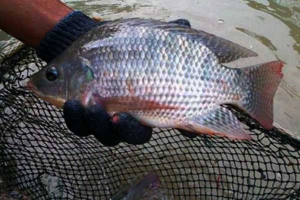ikan konsumsi nila bioflok