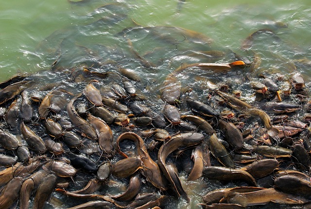 ikan lele kolam bioflok