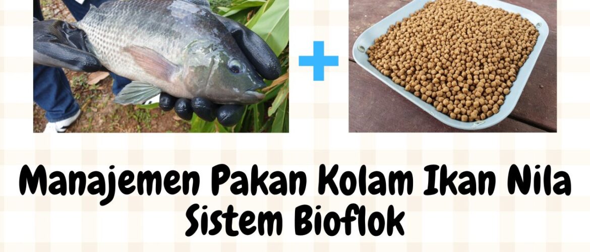 Manajemen Pakan Kolam Ikan Nila dalam Sistem Bioflok