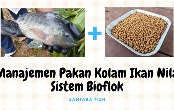 Manajemen Pakan Kolam Ikan Nila dalam Sistem Bioflok