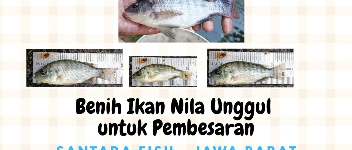 Penyedia Benih Ikan Nila Unggul dari Jawa Barat