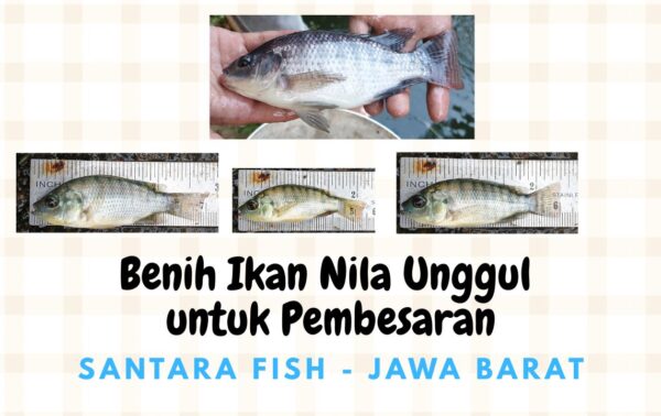Penyedia Benih Ikan Nila Unggul dari Jawa Barat