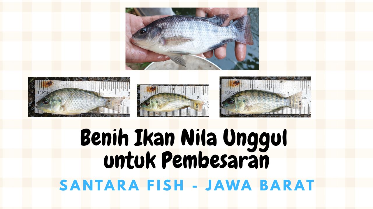 Penyedia Benih Ikan Nila Unggul dari Jawa Barat