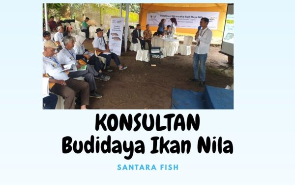 konsultan budidaya ikan nila