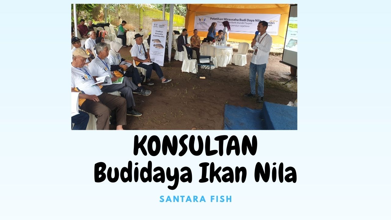 konsultan budidaya ikan nila