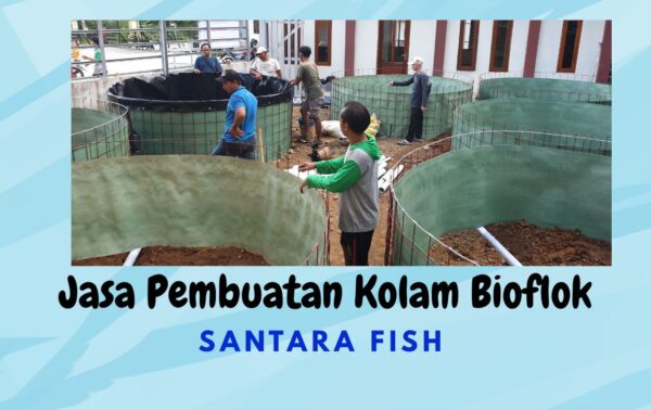 Jasa Pembuatan Kolam Bioflok Profesional