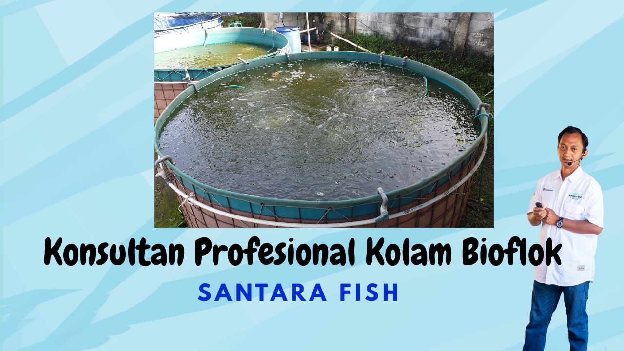 konsultan budidaya ikan bioflok