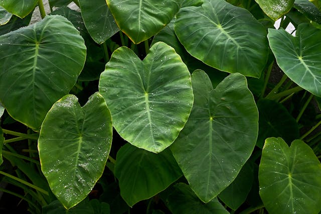 Jenis Tanaman Talas yang Umum Digunakan pakan ikan nila