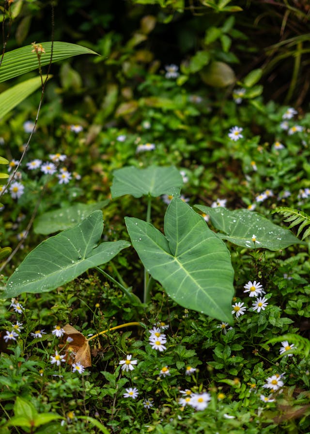 Kandungan talas Nutrisi dan Manfaatnya untuk ikan
