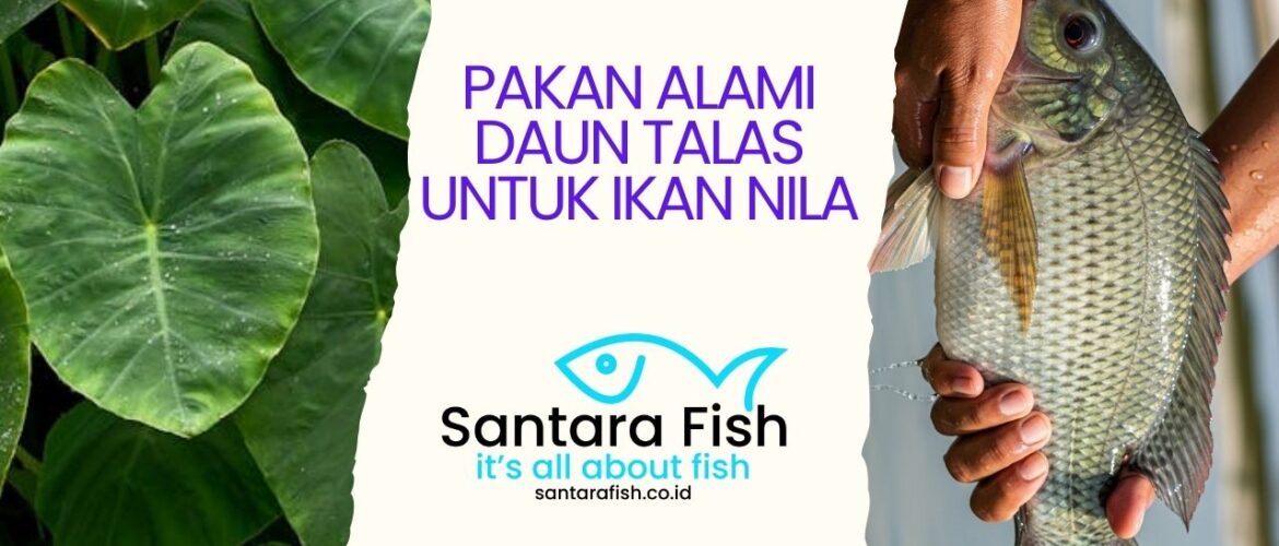 Pakan Alami Daun Talas untuk Ikan Nila