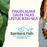 Pakan Alami Daun Talas untuk Ikan Nila