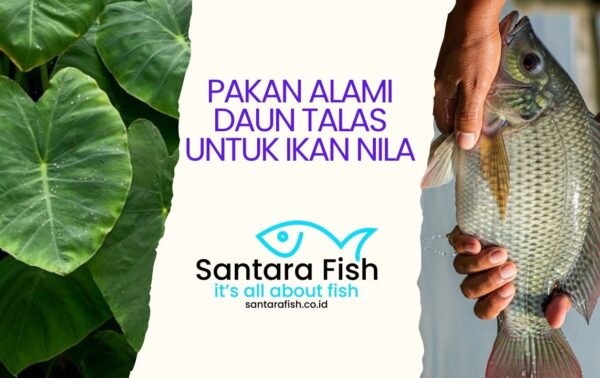 Pakan Alami Daun Talas untuk Ikan Nila