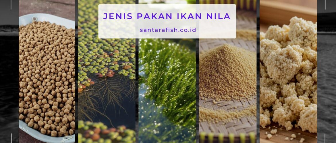 jenis pakan ikan nila