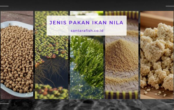 jenis pakan ikan nila