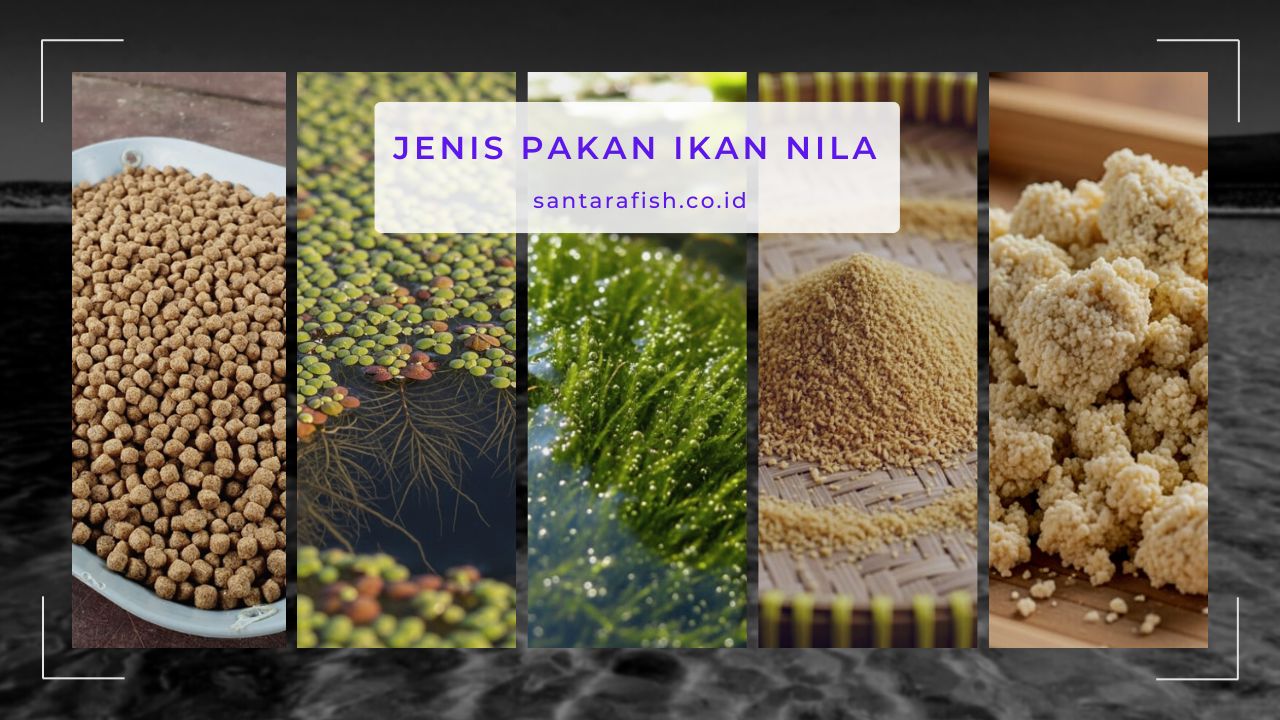 jenis pakan ikan nila