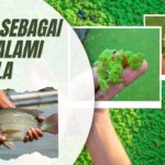 Azolla sebagai Pakan Alami Ikan Nila