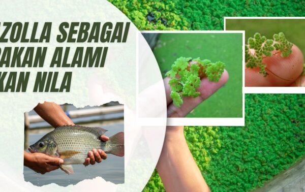 Azolla sebagai Pakan Alami Ikan Nila