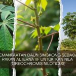 Kajian Pemanfaatan Daun Singkong sebagai Bahan Pakan Alternatif untuk Ikan Nila