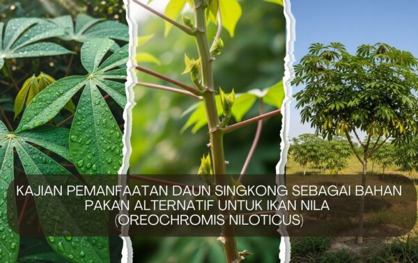 Kajian Pemanfaatan Daun Singkong sebagai Bahan Pakan Alternatif untuk Ikan Nila