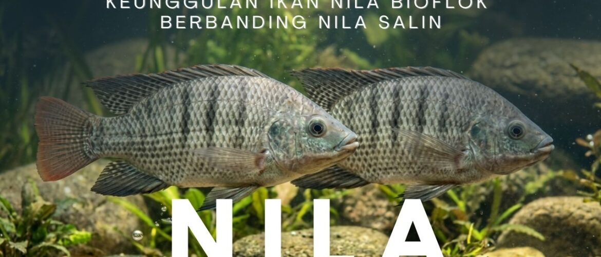 Keunggulan Kualitas Ikan Nila Bioflok Berbanding Nila Salin