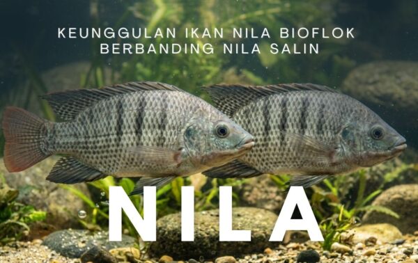 Keunggulan Kualitas Ikan Nila Bioflok Berbanding Nila Salin