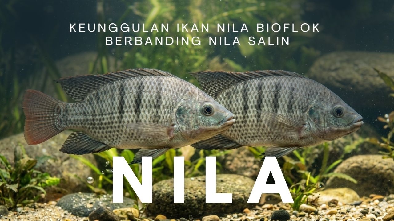 Keunggulan Kualitas Ikan Nila Bioflok Berbanding Nila Salin