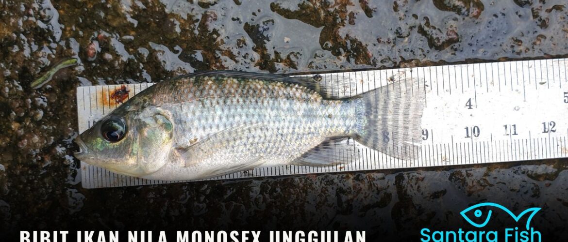 Bibit Ikan Nila Monosex Unggulan untuk Budidaya Pembesaran