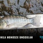 Bibit Ikan Nila Monosex Unggulan untuk Budidaya Pembesaran