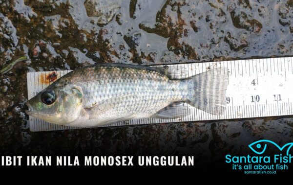 Bibit Ikan Nila Monosex Unggulan untuk Budidaya Pembesaran
