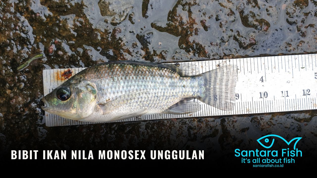 Bibit Ikan Nila Monosex Unggulan untuk Budidaya Pembesaran