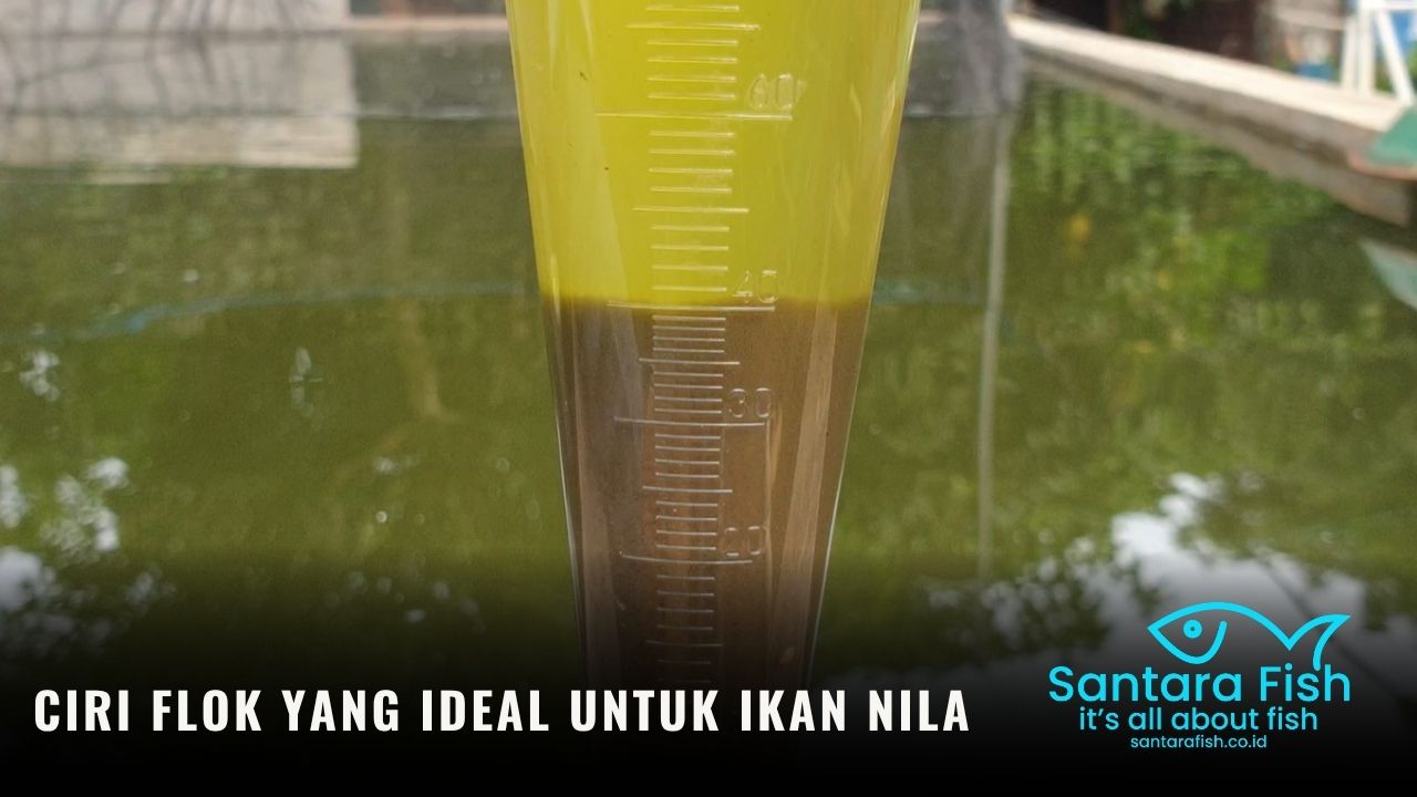 Ciri Flok yang Ideal untuk Ikan Nila