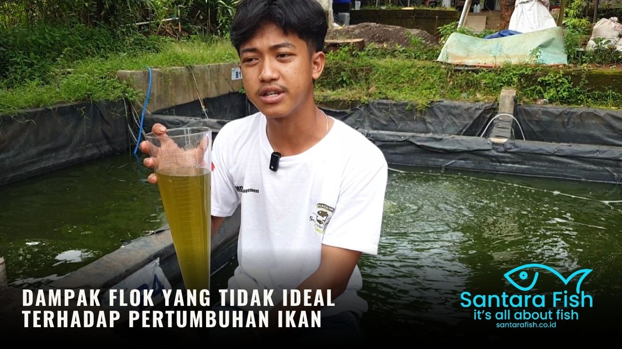 Dampak-Flok-Tidak-Ideal