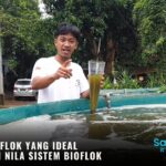 Mengukur Flok yang Ideal untuk Ikan Nila Sistem Bioflok