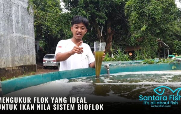 Mengukur Flok yang Ideal untuk Ikan Nila Sistem Bioflok