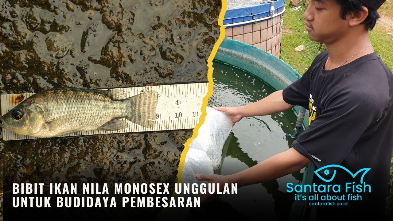 Pengertian Bibit Ikan Nila Monosex