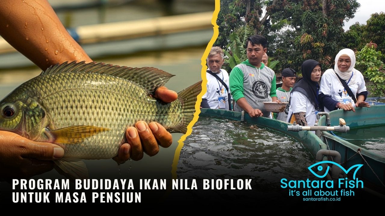 Program Budidaya Ikan Nila Bioflok untuk Masa Pensiun (2)