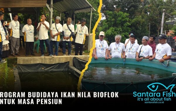 Program Budidaya Ikan Nila Bioflok untuk Masa Pensiun (3)