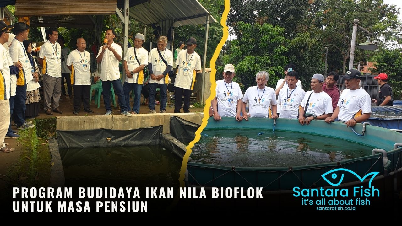 Program Budidaya Ikan Nila Bioflok untuk Masa Pensiun (3)