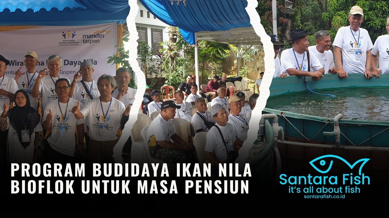 Program Budidaya Ikan Nila Bioflok untuk Masa Pensiun