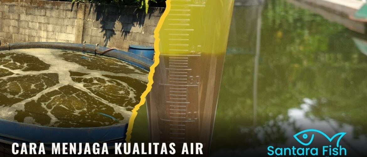 Cara Menjaga Kualitas Air Kolam Nila Bioflok