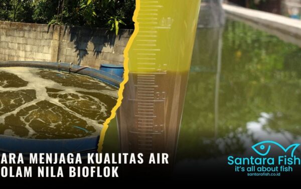 Cara Menjaga Kualitas Air Kolam Nila Bioflok
